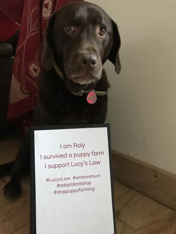 Puppy Farming The Nen North Edinburgh News