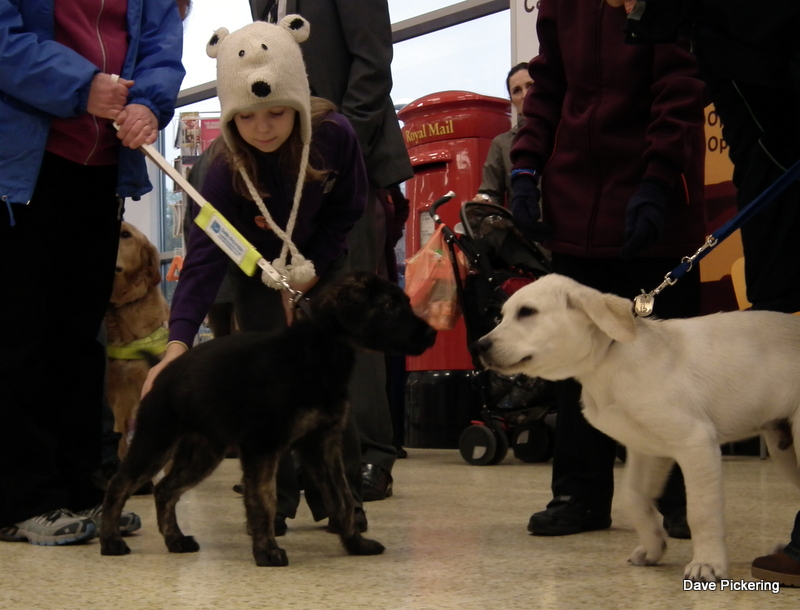 Guide dog pups coming back to Sainsbury’s The NEN North Edinburgh News