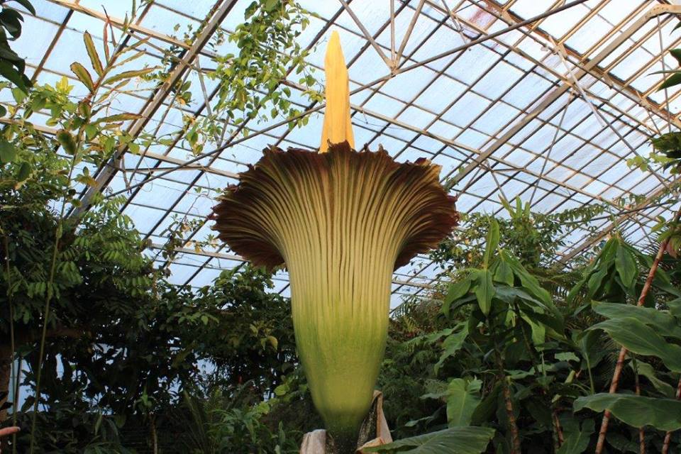 New Reekie opens up at the Botanics! – The NEN – North Edinburgh News