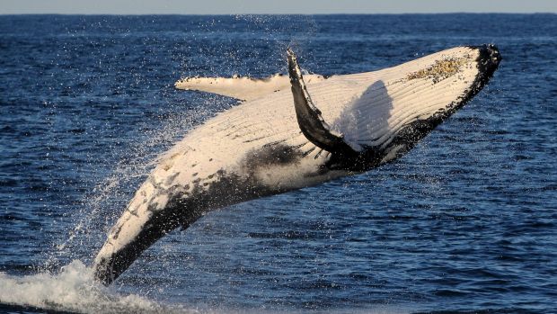‘Acoustic camouflage’ keeps the humpback boys at bay