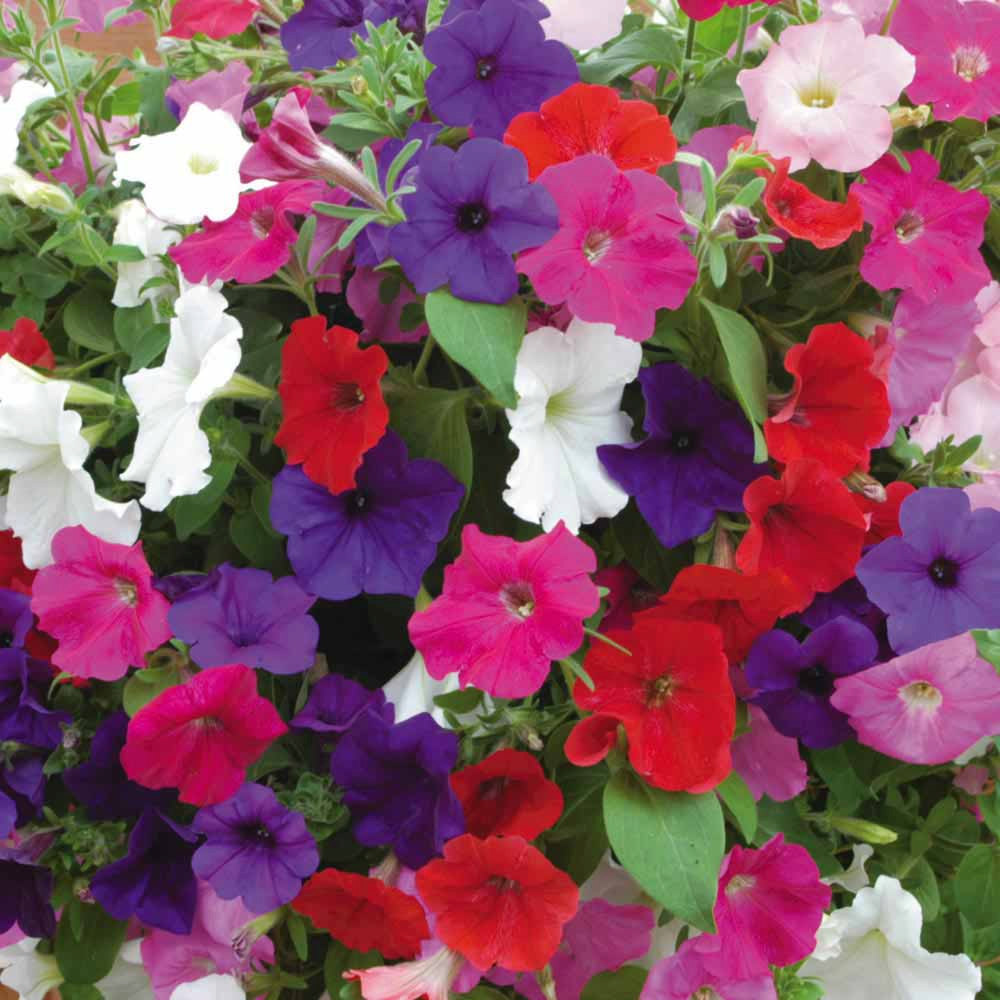 April’s garden plant of the month: Petunia