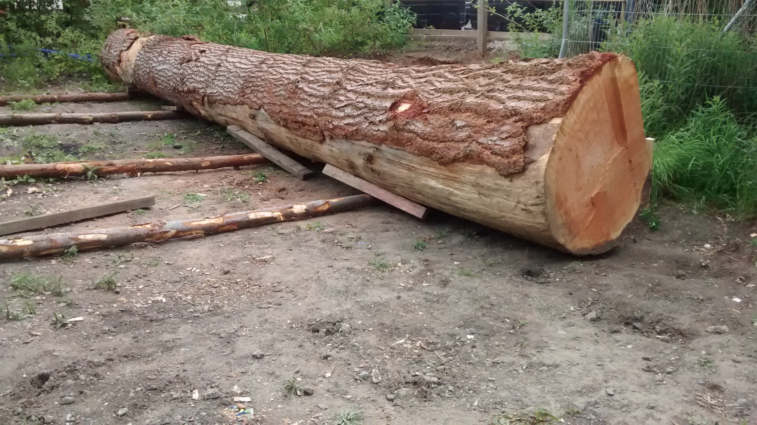 Logging in in Granton!