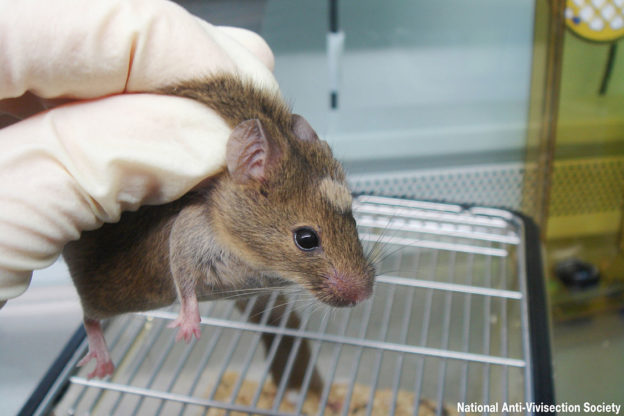 Time to end lab animal secrecy and the hidden suffering of millions