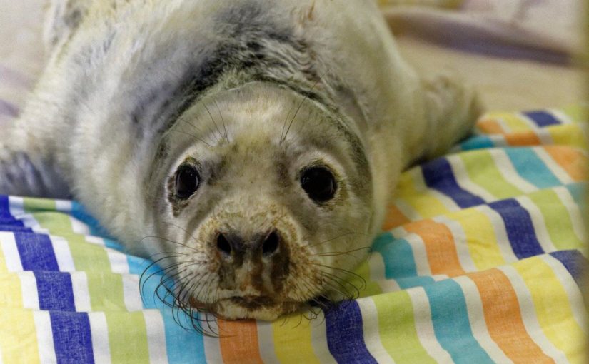 Scottish SPCA rescues first grey seal pups of the season