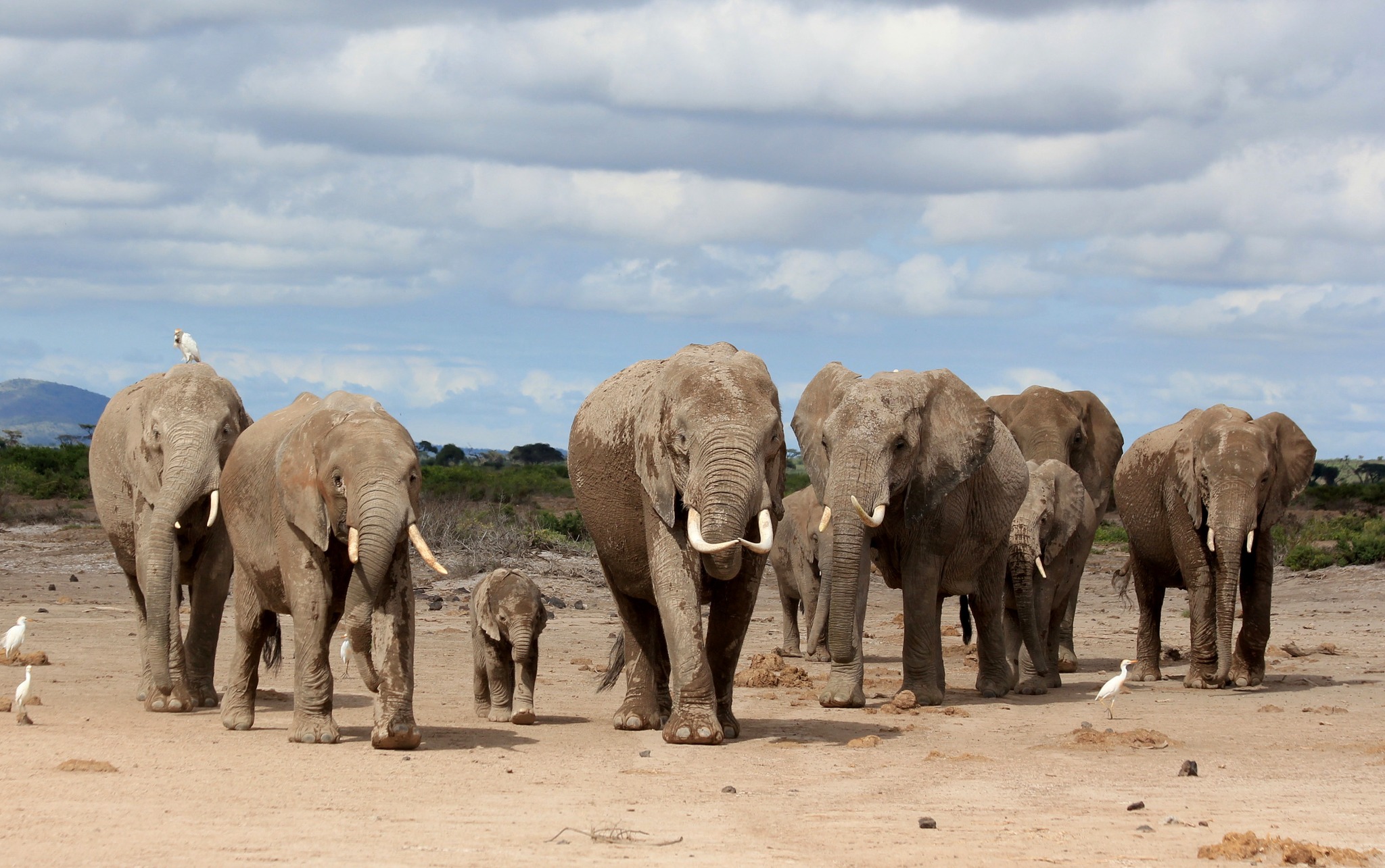 Funding boost will help protect the world’s most endangered animals ...