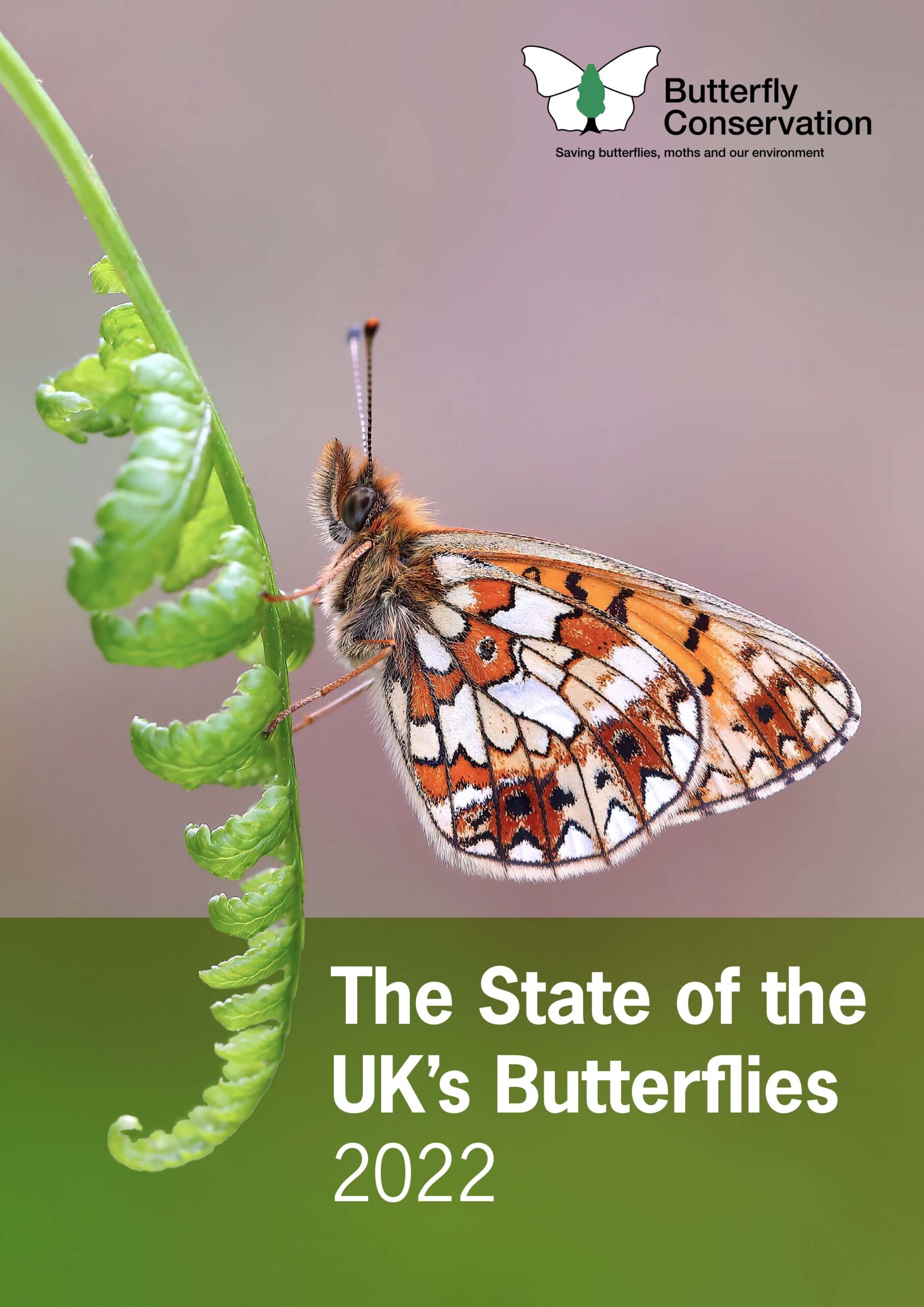80% of butterflies in the UK decrease as climate change affects species ...