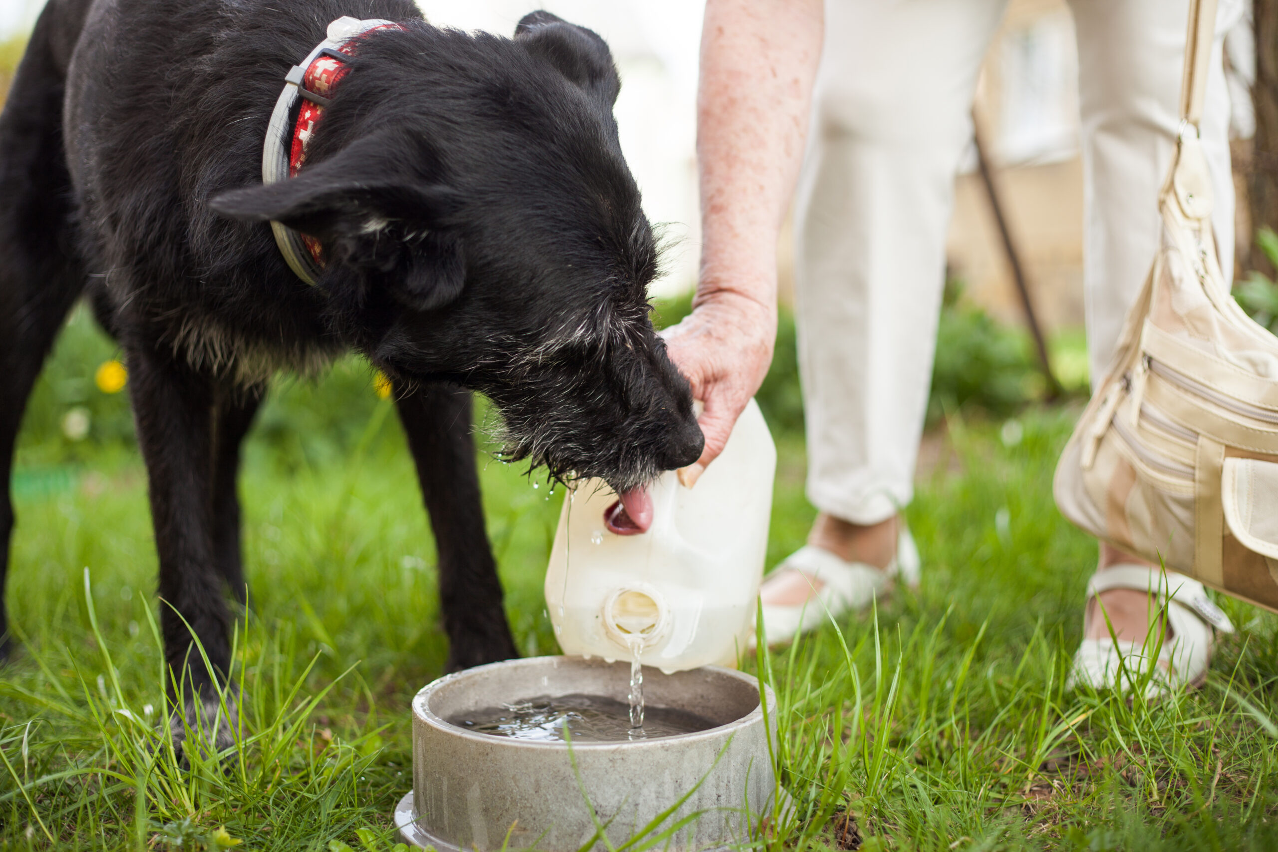 national-picnic-week-here-s-how-to-have-a-paw-some-picnic-with-your