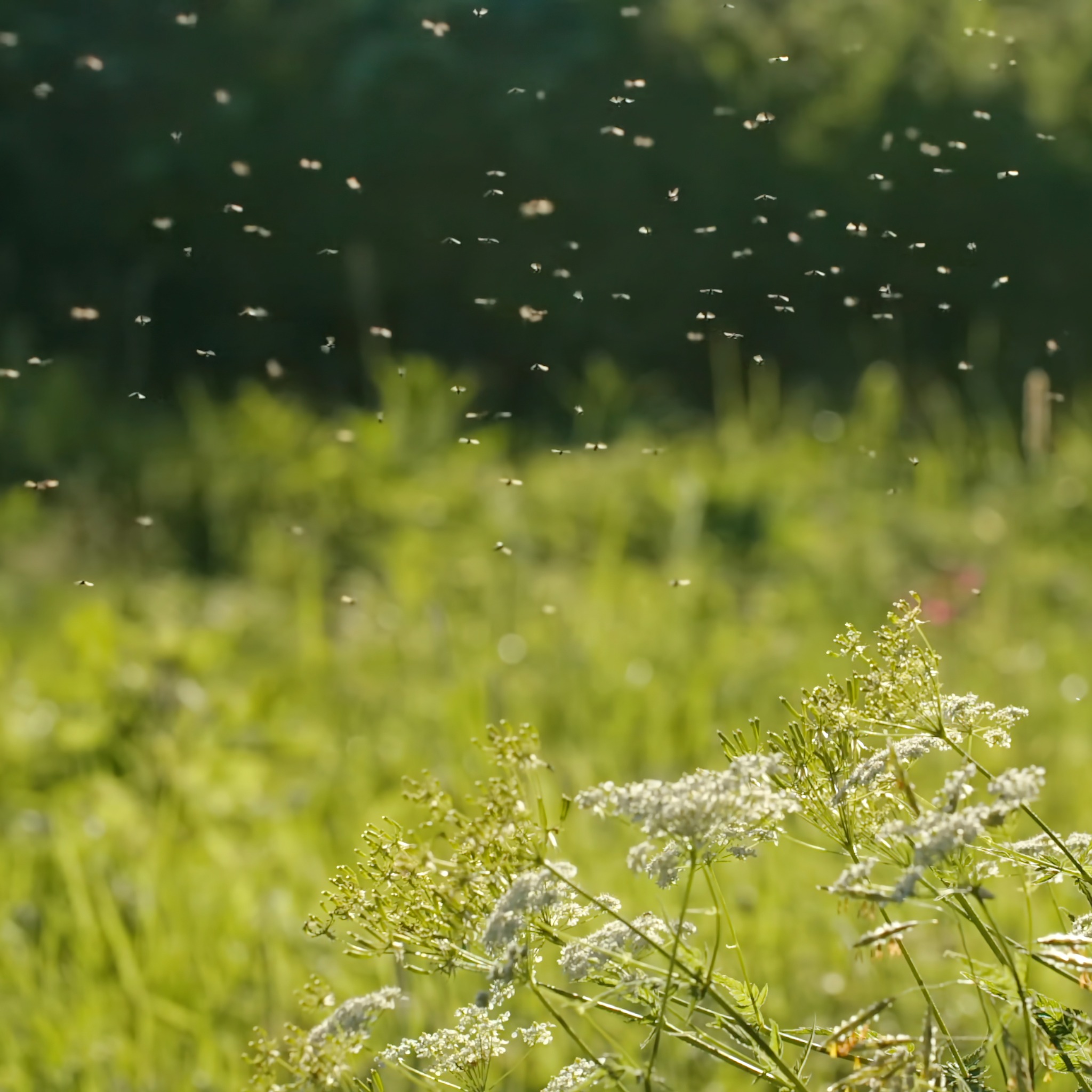 nhs-24-insect-bites-and-stings-the-nen-north-edinburgh-news