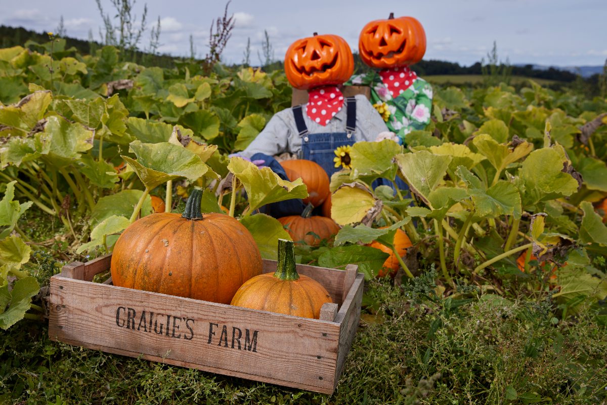 Halloween Tunnels of Terror & Pumpkins at Craigies Farm The NEN