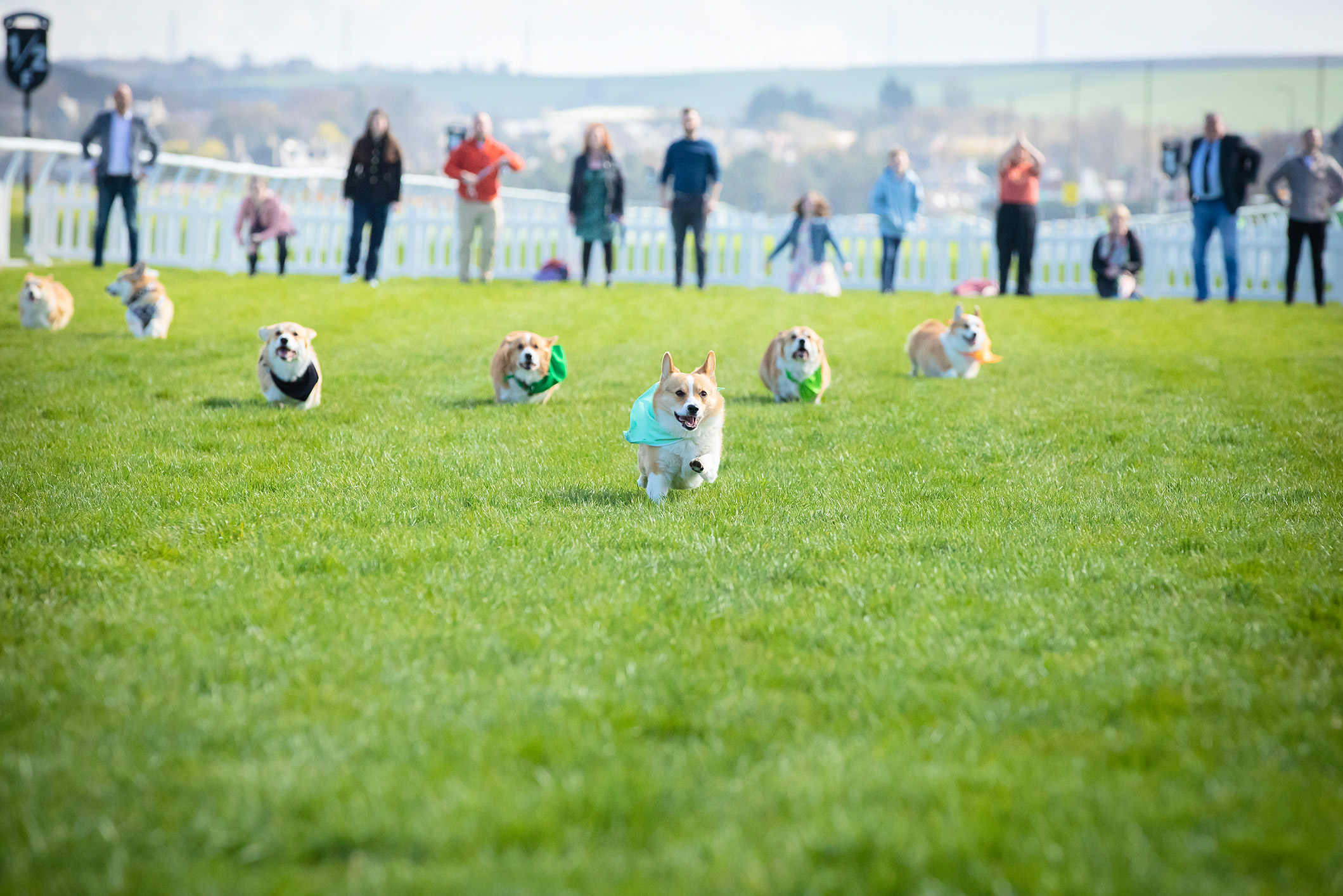 Judy Murray to get tails wagging at Musselburgh’s Corgi Derby – The NEN ...