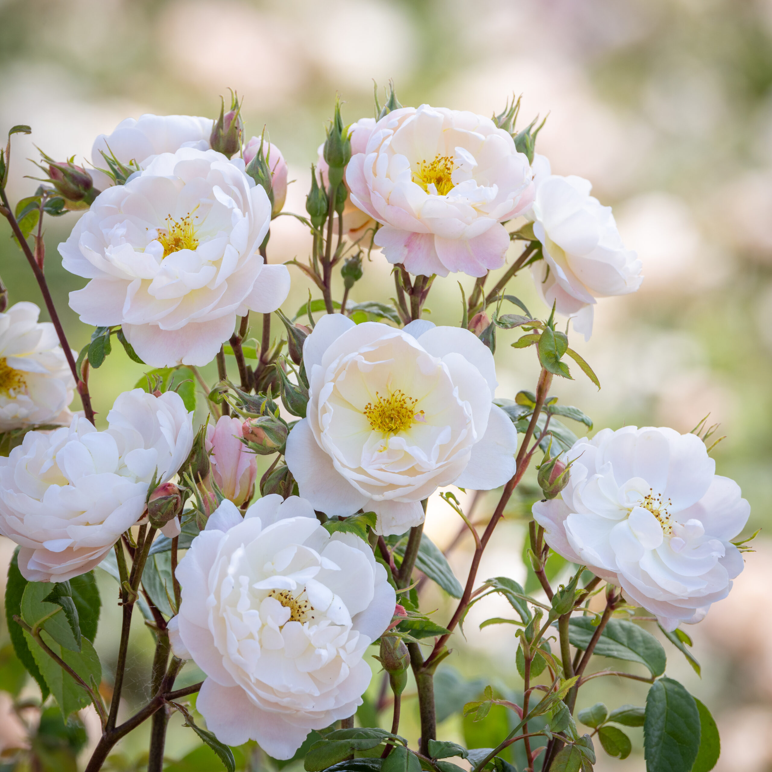 Dobbies Roses David Austin ® Roses honours Sir David Beckham with a new English Rose ...